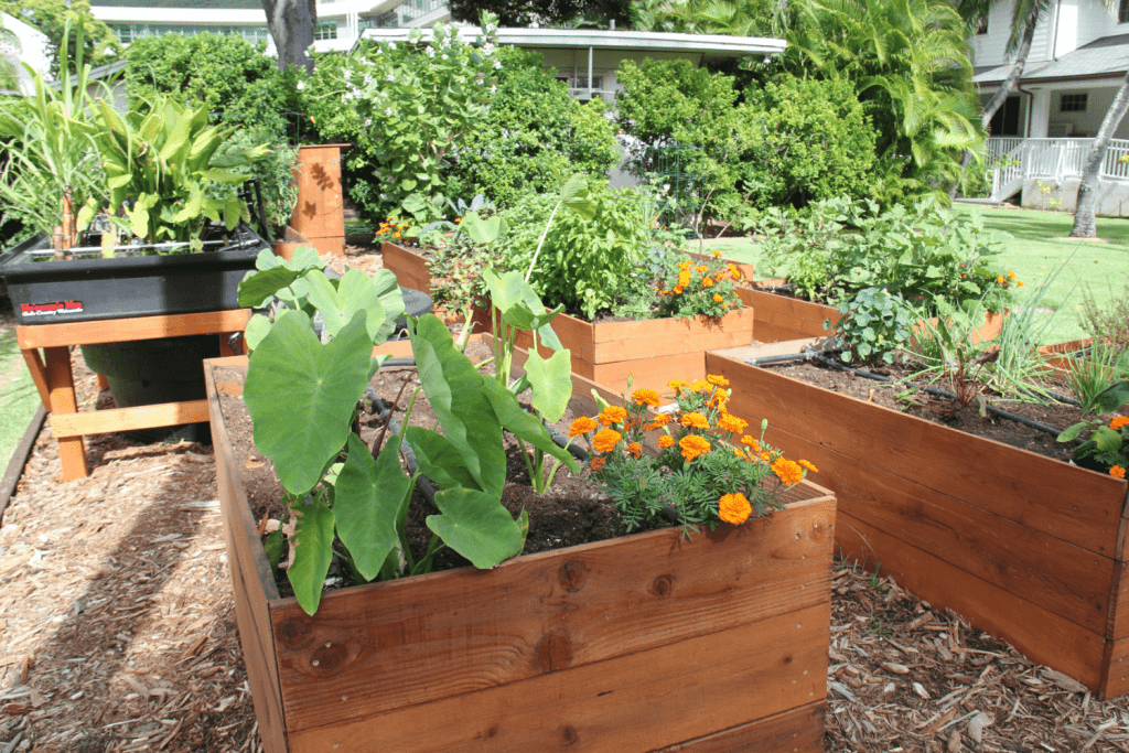 Raised garden beds with a variety of flowers and plants
